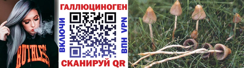 хочу наркоту  Стародуб  Псилоцибиновые грибы Cubensis 